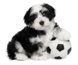 Puppy with football